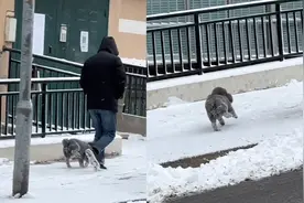 狗子下雪天跟主人出门，结果嘘嘘的时候把腿冻住视频封面