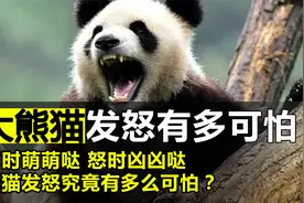 大熊猫发起怒来，到底有多可怕？有什么动物能够制服它？视频封面
