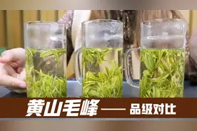 黄山毛峰三个品级对比，特级一眼就能看清楚！包你不会买错！视频封面