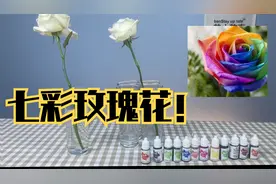 据说将白玫瑰在色素里泡24小时之后，就会变成七彩的颜色！