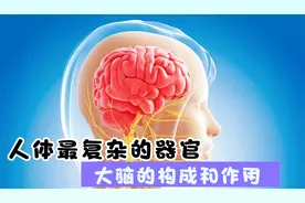 人体最复杂的器官：大脑的构成和作用
