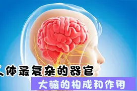 人体最复杂的器官：大脑的构成和作用视频封面