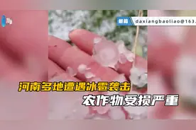 “520”河南多地遭遇冰雹袭击，农作物受损严重视频封面