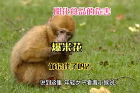 小猴子吃爆米花，膨化食品的危害你明白吗？视频封面