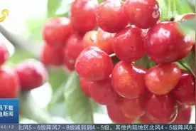 打卡王亚平家乡张格庄镇！福山大樱桃娇艳欲滴，看得让人直流口水视频封面