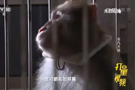 在食物引诱下猴子会玩电脑游戏？学习能力与人难分胜负|走近科学视频封面