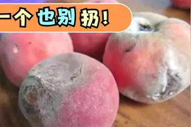 烂桃子一个别扔，越烂越“值钱”，好多人都不知道，看完涨知识了视频封面