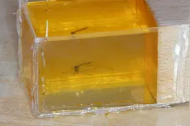 将一只巨大蚊子用滴胶封存，精心打造成蜜蜡琥珀，转手一卖赚大了