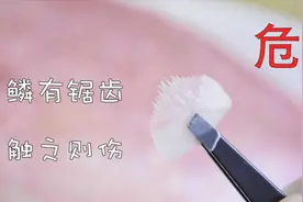 自带反伤甲！鳞片长锯齿的鱼中坦克—将军甲