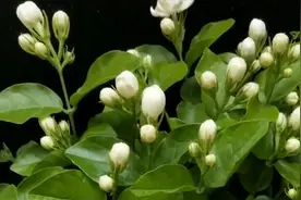 茉莉花落蕾不要慌，牢记这几点，保准顺利开花视频封面