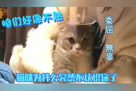 猫咪为什么突然不认识你了