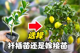 3分钟带你了解，广东香水柠檬，扦插和嫁接苗的不同之处视频封面