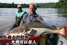 究竟是什么样的一种鲶鱼，大到可以吞人，《河中巨怪》视频封面