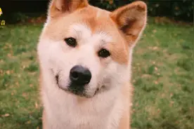 有时，狗狗对人类的爱，更显得伟大和真诚视频封面