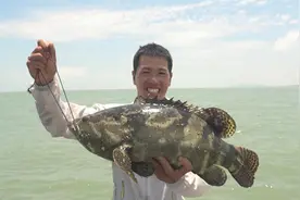 227元买到8.4斤的珍珠石斑鱼，佛山网友直呼太便宜视频封面