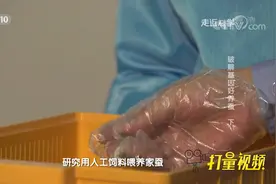 家蚕是吃桑叶的，专家却要让它吃人工饲料，这是为何？|走近科学