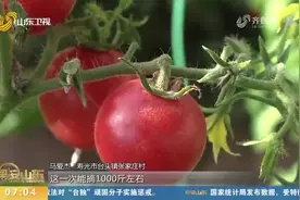 寿光大棚蔬菜长势旺盛，新鲜蔬菜销往全国各地，市场供应量充足视频封面