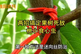 防治果树钻心虫，用这两种方法效果最好，杀虫干净又彻底视频封面