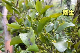 黄牛木寄生，价格非常的贵，你还不知道吧，遇到了别错过视频封面