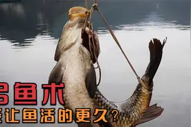 弓鱼术真的可以让鱼离开水后活得更久吗？这是什么原理呢？视频封面