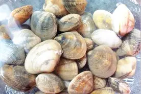 花甲好吃都知道，但养殖却问题很多，今天教你怎么养好它