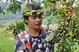 “油甘果”虽然很难吃，但你知道它的作用与功效吗？来了解一下吧视频封面