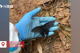 东航MU5735坠毁事故现场飘落黑色蝴蝶，附近摆满悼念花束视频封面
