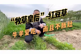 多年生红豆草，牛羊爱吃不胀肚，营养价值高，种植一次收割4~5年视频封面