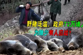 宁夏拨款72万奖励抓野猪，看了招标条件秒懂！定制"萝卜坑”？视频封面