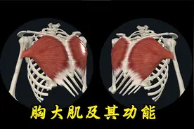 胸大肌及其功能视频封面