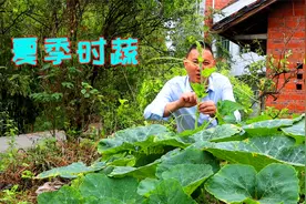 南瓜尖这样做真叫一个过瘾，必须要这样处理，吃起来才脆嫩没毛毛
