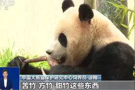 旅韩归国大熊猫“福宝”回国后如何适应新居生活？