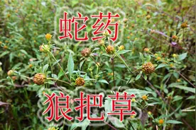 常见植物“大狼把草”是蛇药，长得似“鬼针草”，有哪些用途呢？
