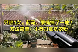 只喷1次，蓟马、果蝇掉了一地？方法简单，小苏打加米酒视频封面