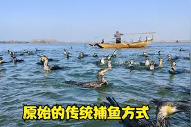 请您欣赏传统捕鱼方式：鸬鹚捕鱼，碗口粗的大货抓了一条又一条视频封面