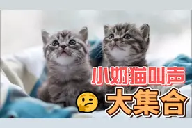 小奶猫叫声大集合（找猫咪的朋友看过来）~