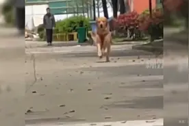 当狗狗看见化妆的主人，网友：它的视觉和嗅觉在激烈的对抗视频封面