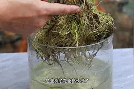 水培扦插栀子花，很快长满根视频封面