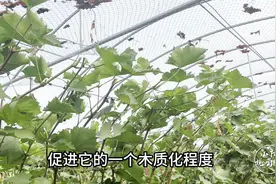 葡萄采收之后，我们该如何进行管理，有哪些注意事项？视频封面