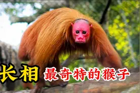 长相最奇特的20种猴子，每一个都让人大开眼界，看看你见过几个视频封面