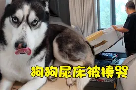 狗狗往主人床上尿尿，气得主人把它胖揍一顿，傻狗居然被打哭了视频封面