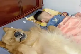 狗狗跟小主人睡觉，这睡姿真是太搞笑了，被它萌到了视频封面