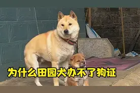 为什么中华田园犬办不了狗证？为什么会被禁养视频封面