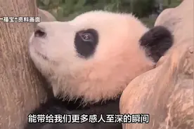 好感动！福宝终于认出爷爷了，一人一熊互动得好欢乐视频封面