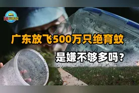 广东放飞500万只“绝育蚊”，让蚊子断子绝孙，会破坏生物链吗？视频封面
