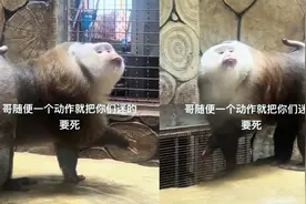 贵阳一公园“戏精”猴子一脸傲娇凹造型，是哪种猴？能摘椰子榴莲视频封面