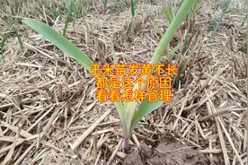 玉米苗发黄不长，都是这个原因引起的，看看怎样管理视频封面