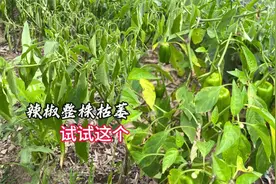 什么情况？辣椒有枯萎现象，就用这个肥料一招解决