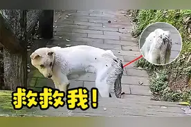 女子爬山遇见了一只受伤的狗狗，它的尾巴流脓,大量苍蝇蜂拥而至