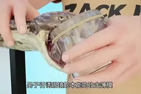 如何获取蛇毒，眼镜蛇毒的提取过程